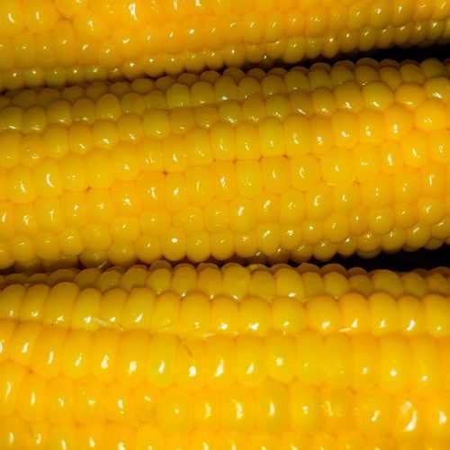 Three corn ears cooked zoom in