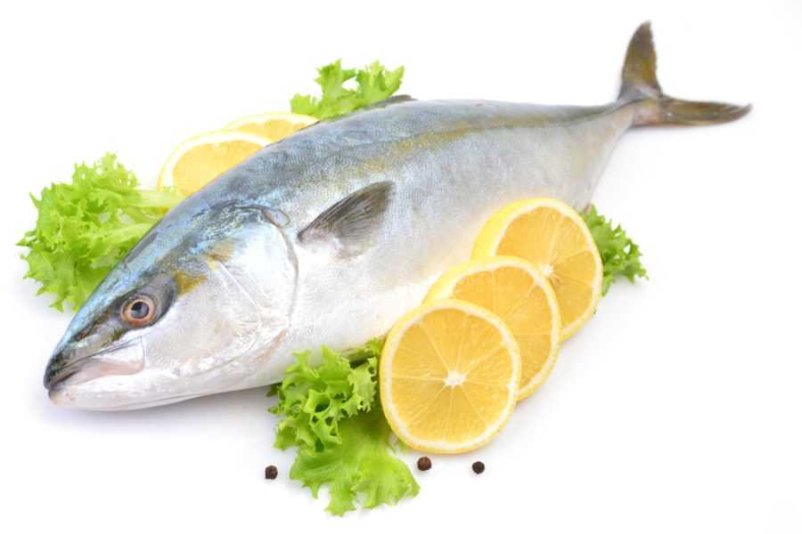 Amberjack healthy fish