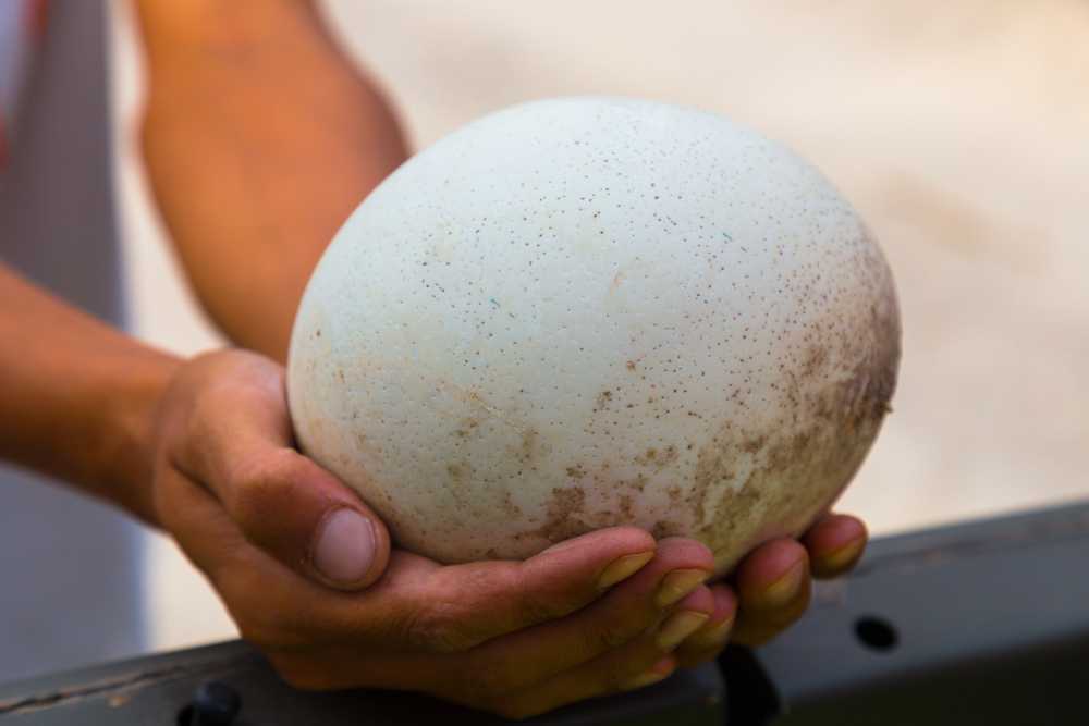 What Does Ostrich Egg Taste Like?  