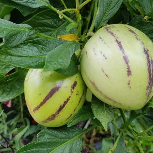Pepino melon