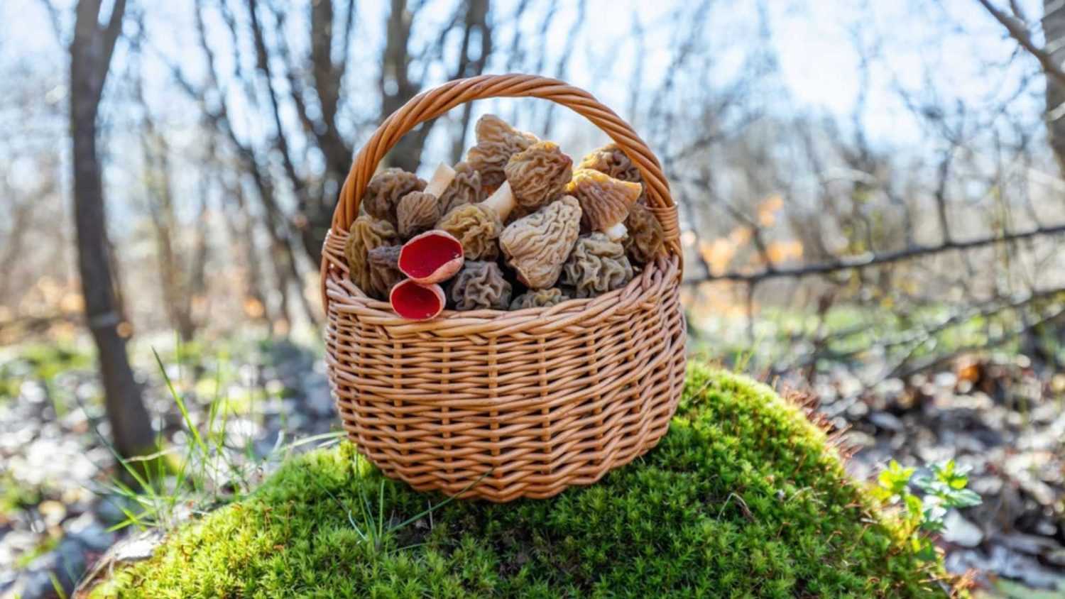 Wicker basket full of fresh picked spring mushrooms in the forest. Verpa bohemica (early morel) and Sarcoscypha coccinea (scarlet cup).