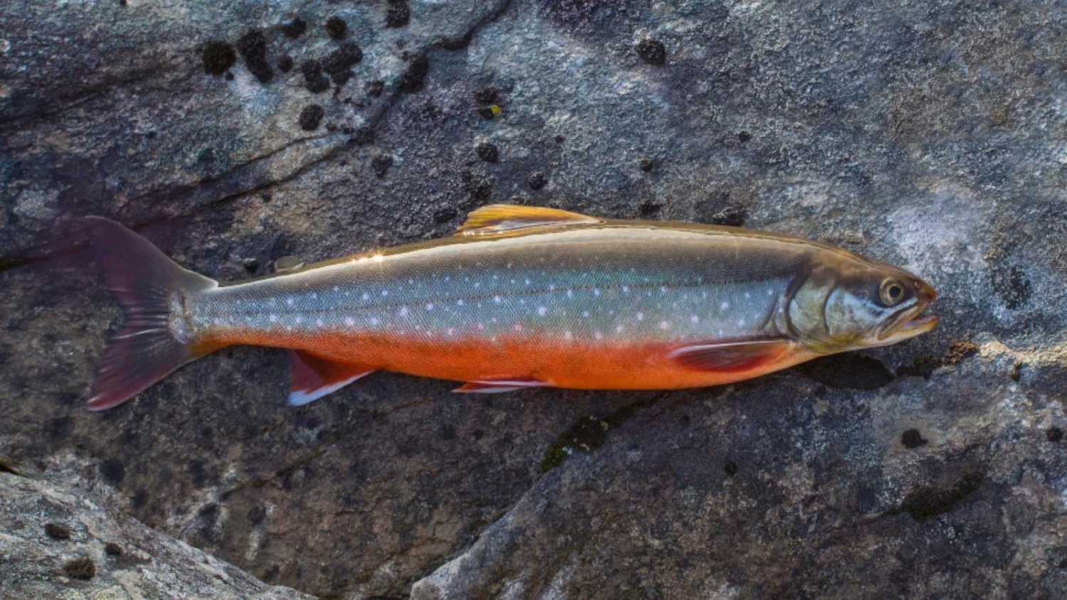 Arctic char fish on river stone. Salvelinus