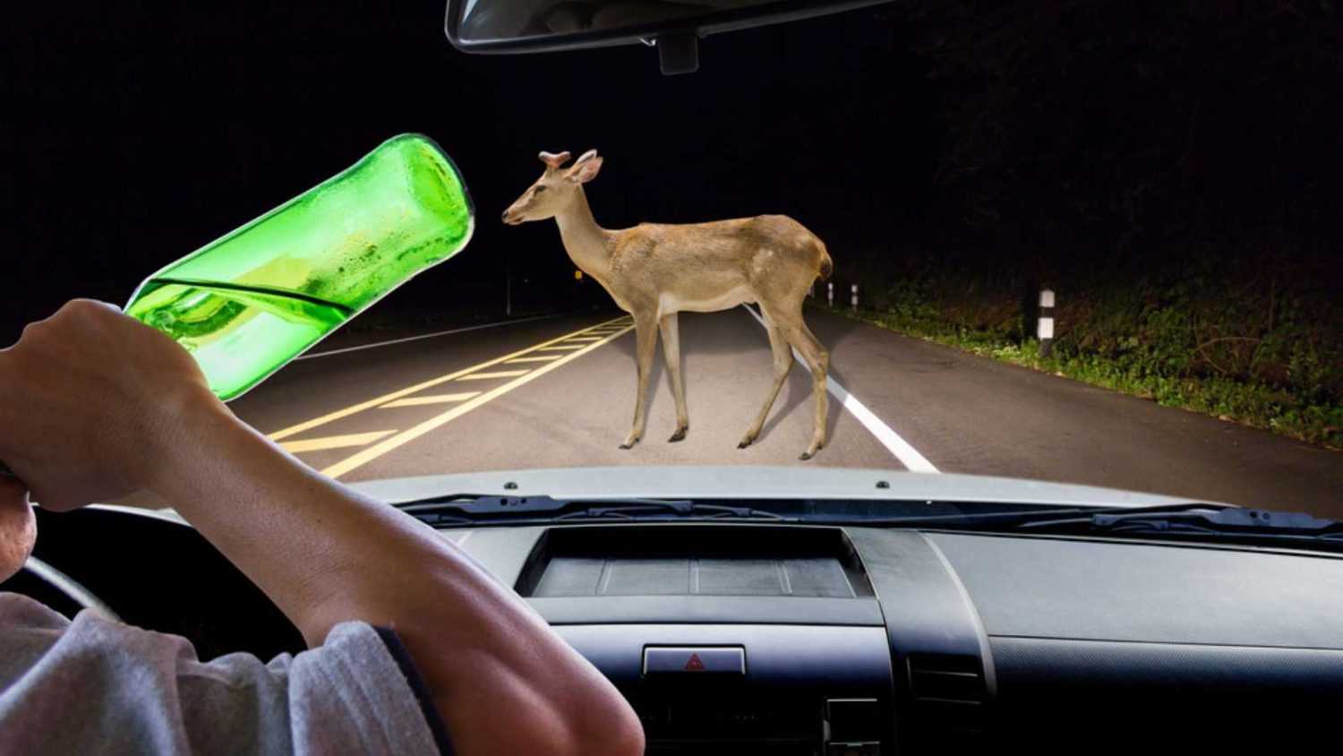 Man drink beer while driving, deer walking on the road at night in the forest as background.
