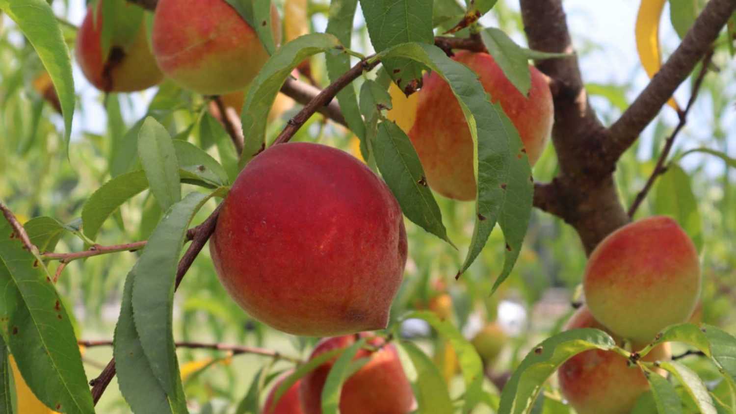 A closeup shot of ripe peaches in a peach tree orchard in Palisade, Colorado