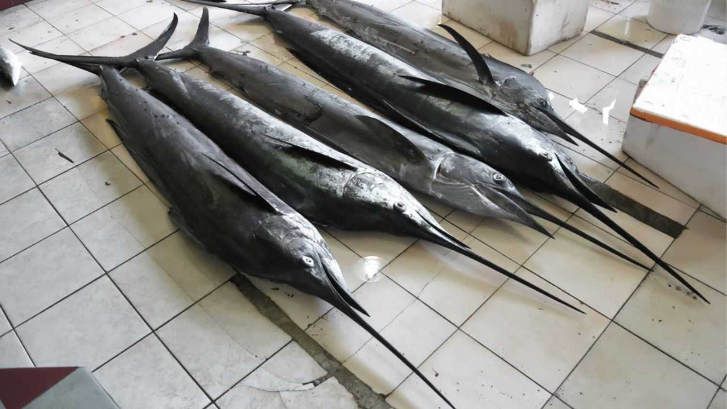 Freshly caught white or blue Marlin. Swordfish in procurement room. Inhabitants of Atlantic ocean. Good fishing, commercial fishing. Scuba diving adventure in Caribbean, coast of Cuba
