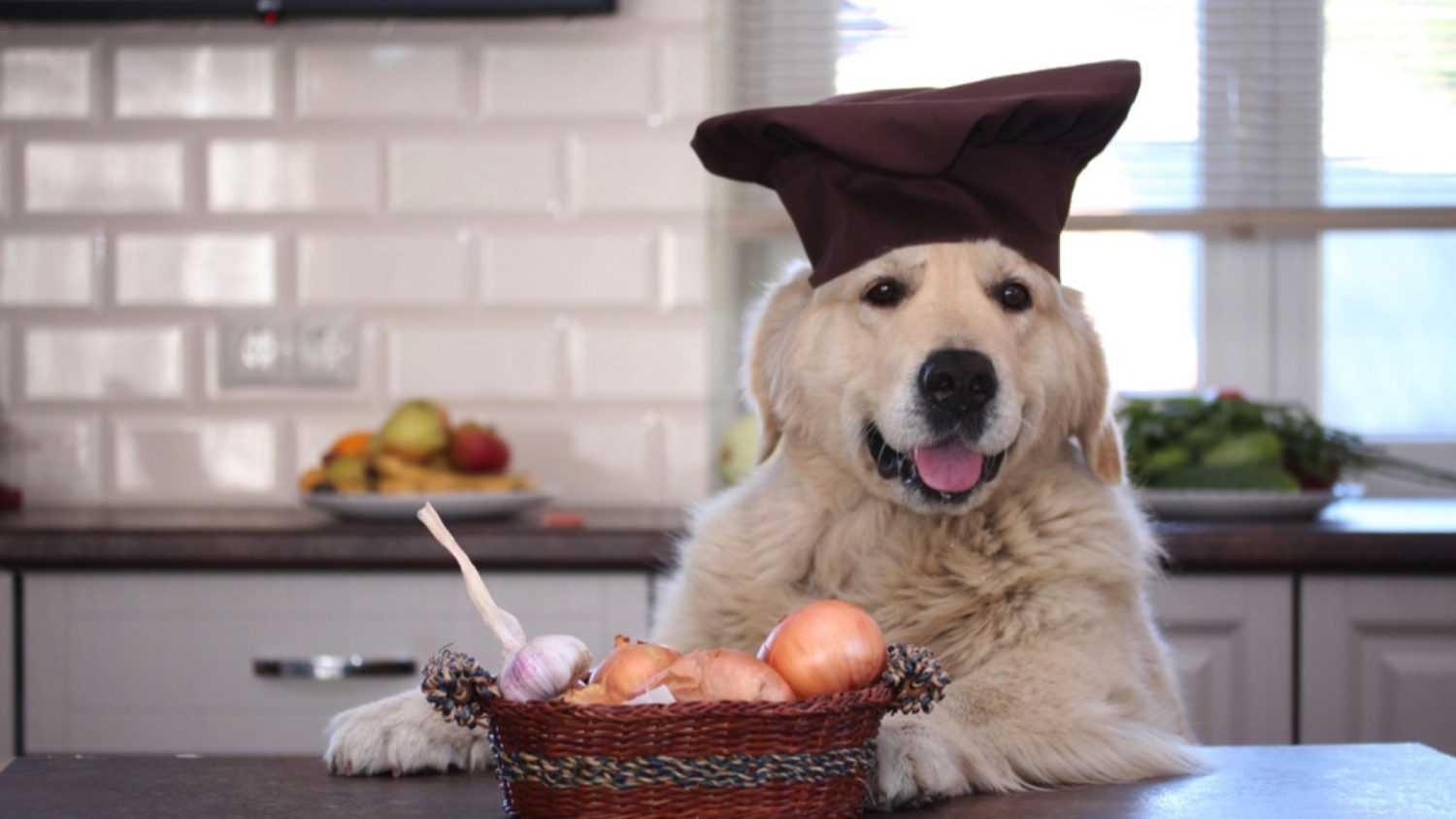 Cute dog infront of onion