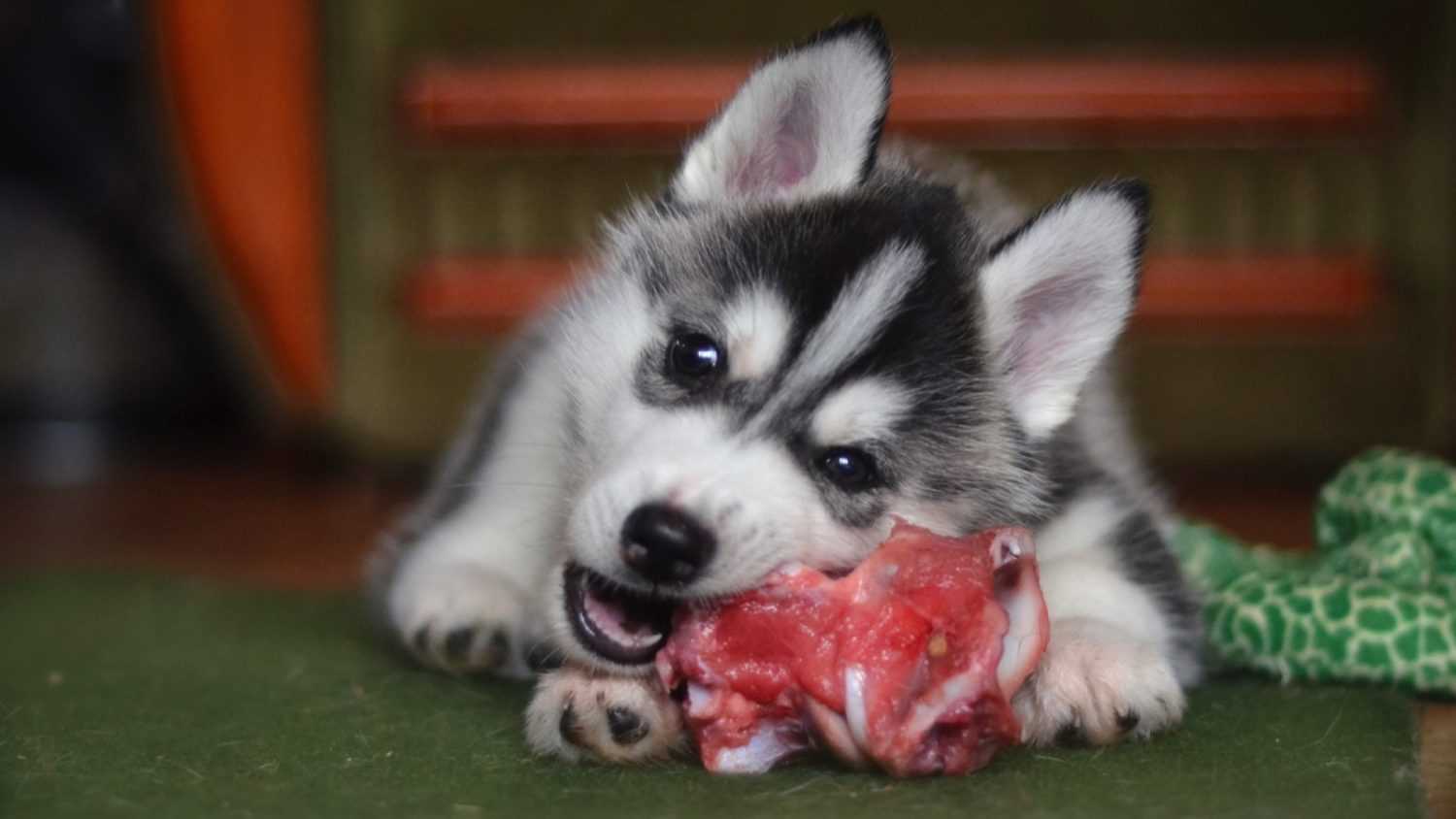 Dog eating Raw Meat