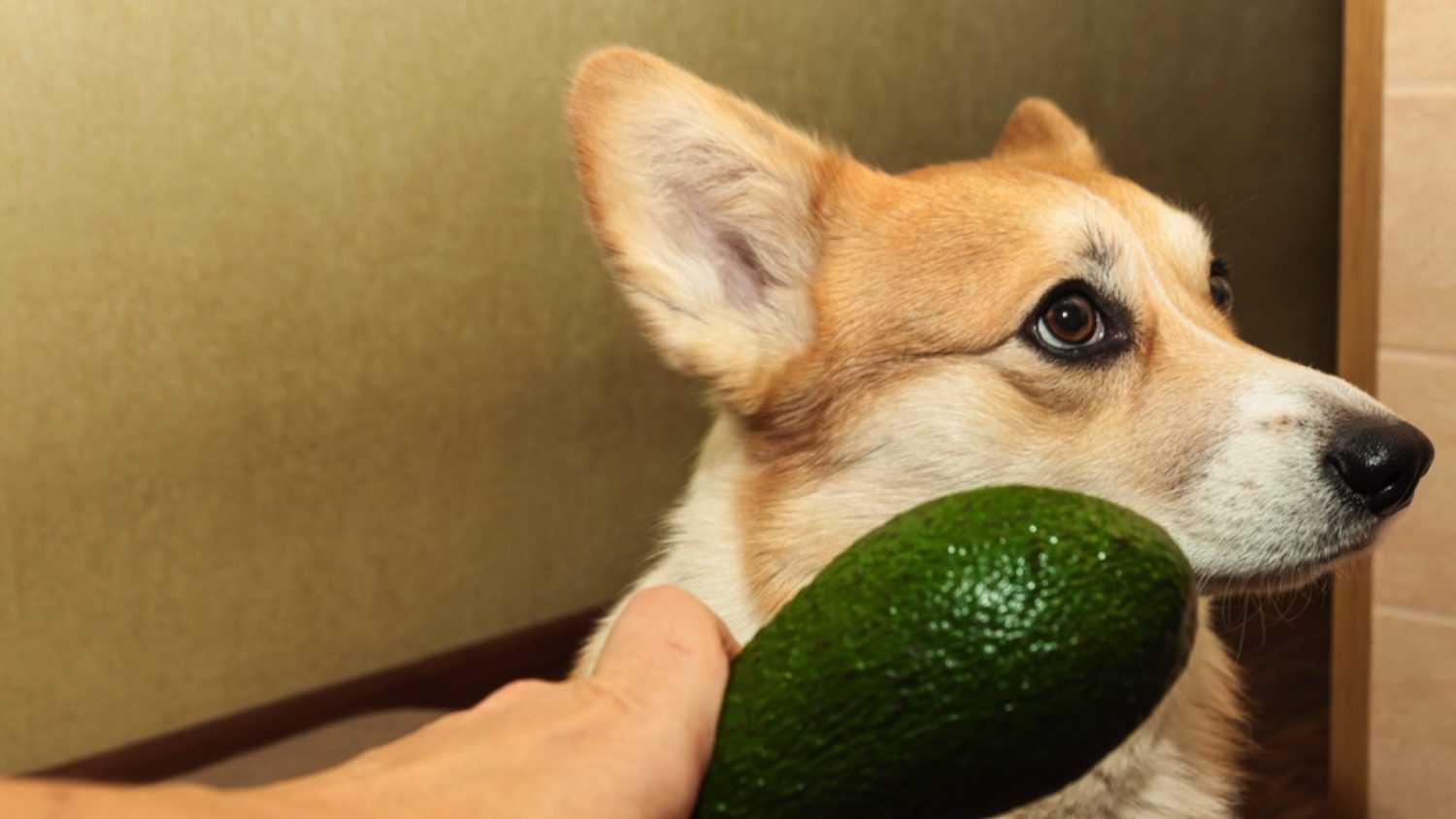 Dog eating avocado