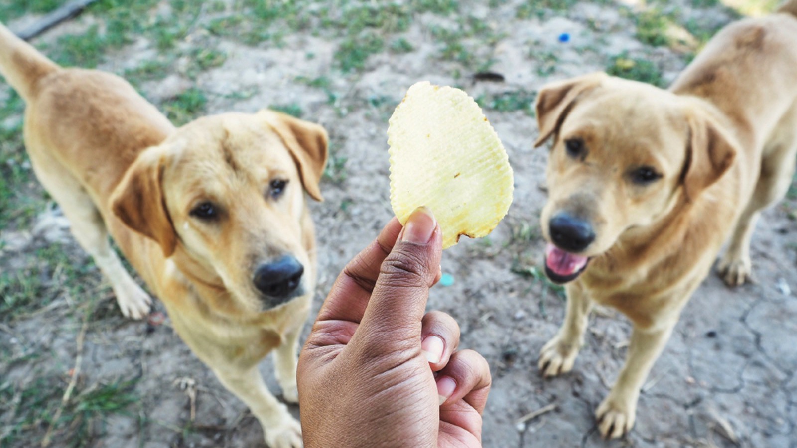 Dog eating salty chips