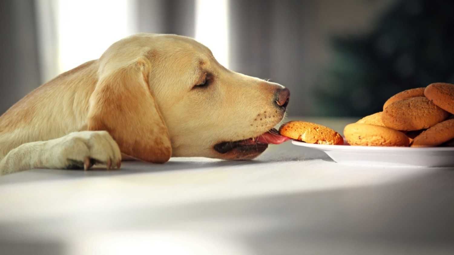 Labrador dog eating cookies