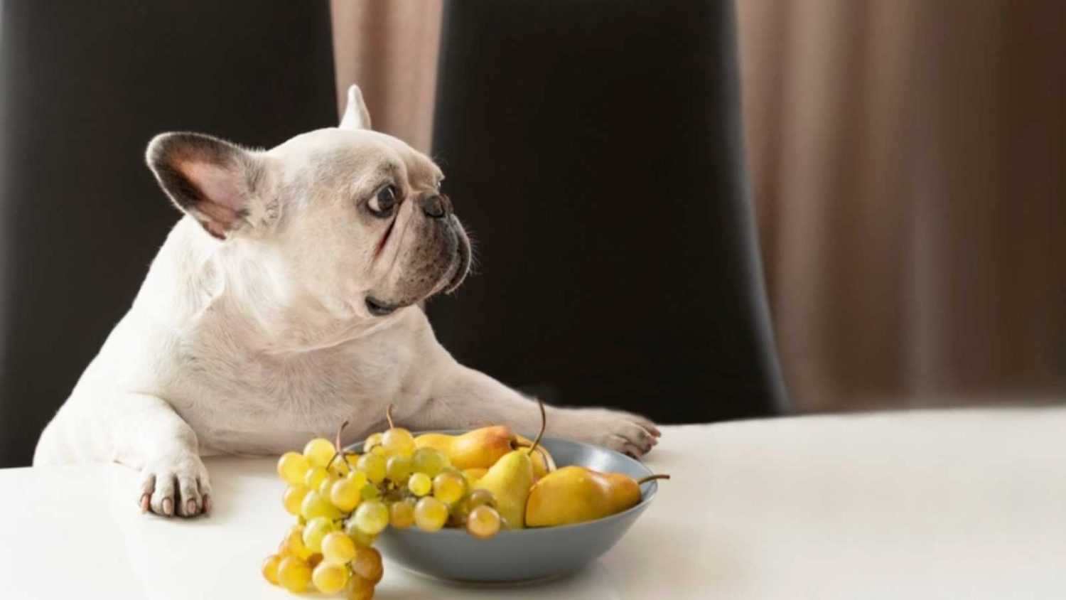 Dog eating grapes