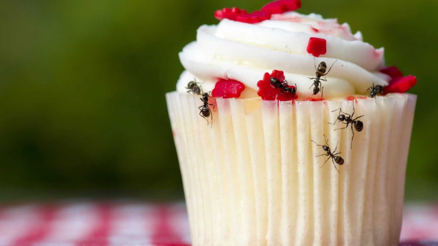 Ants on cake