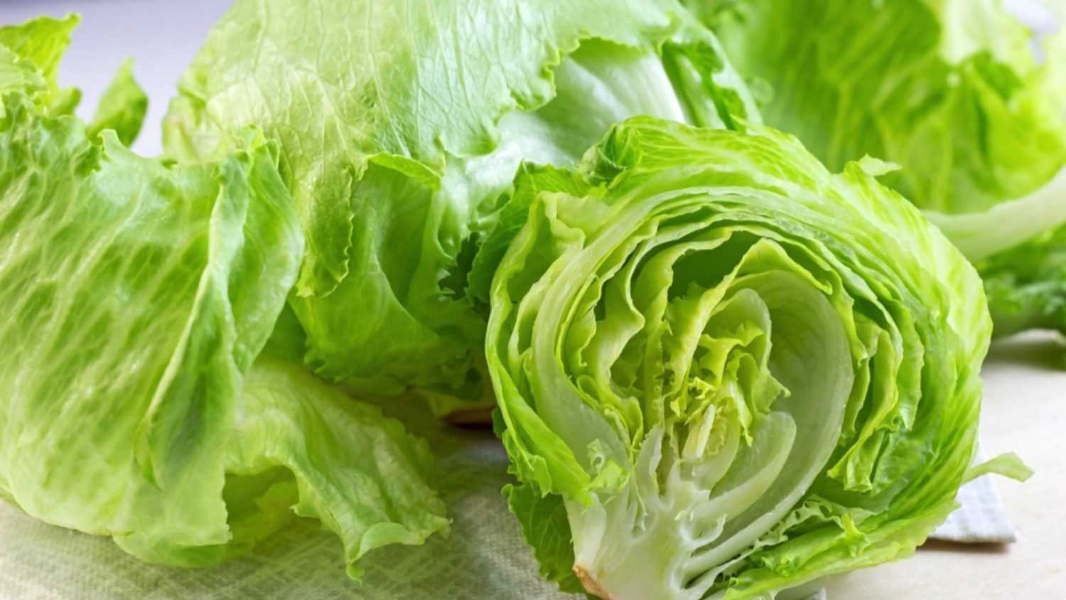 Fresh Iceberg lettuce