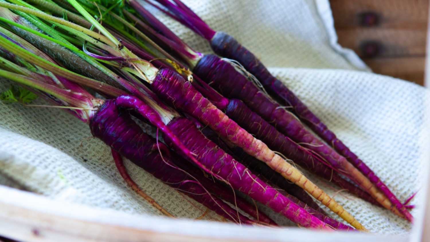 Black Nebula carrot. antioxidant rich with a sweet deep purple root. originating from India. Superfood plant in a trug on the kitchen work top