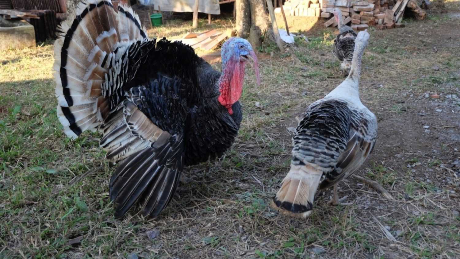 Turkey in farm