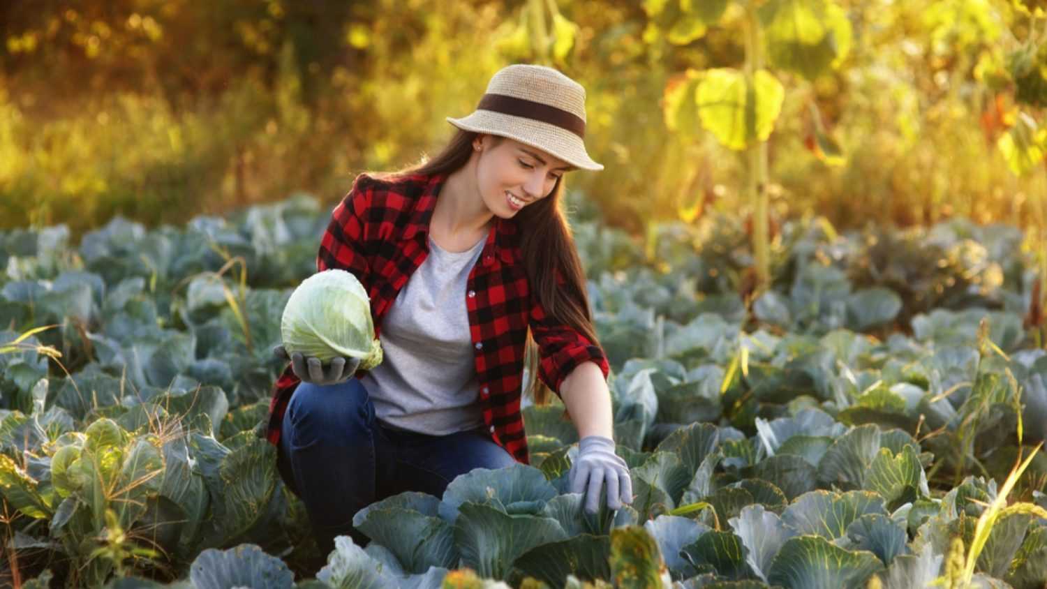 Woman picking Cabbage from garden
