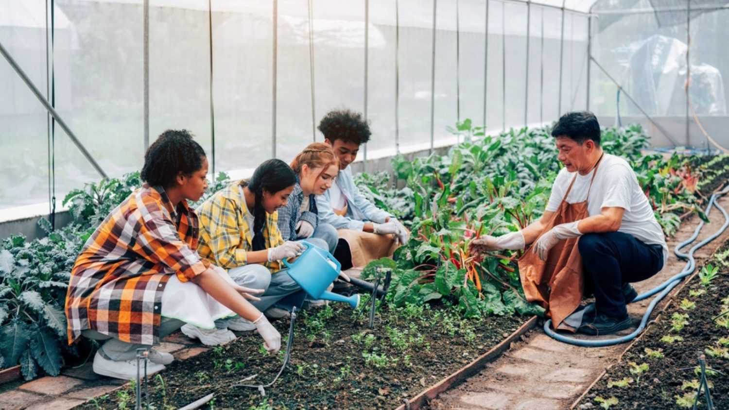 Group of tourist volunteering in green house