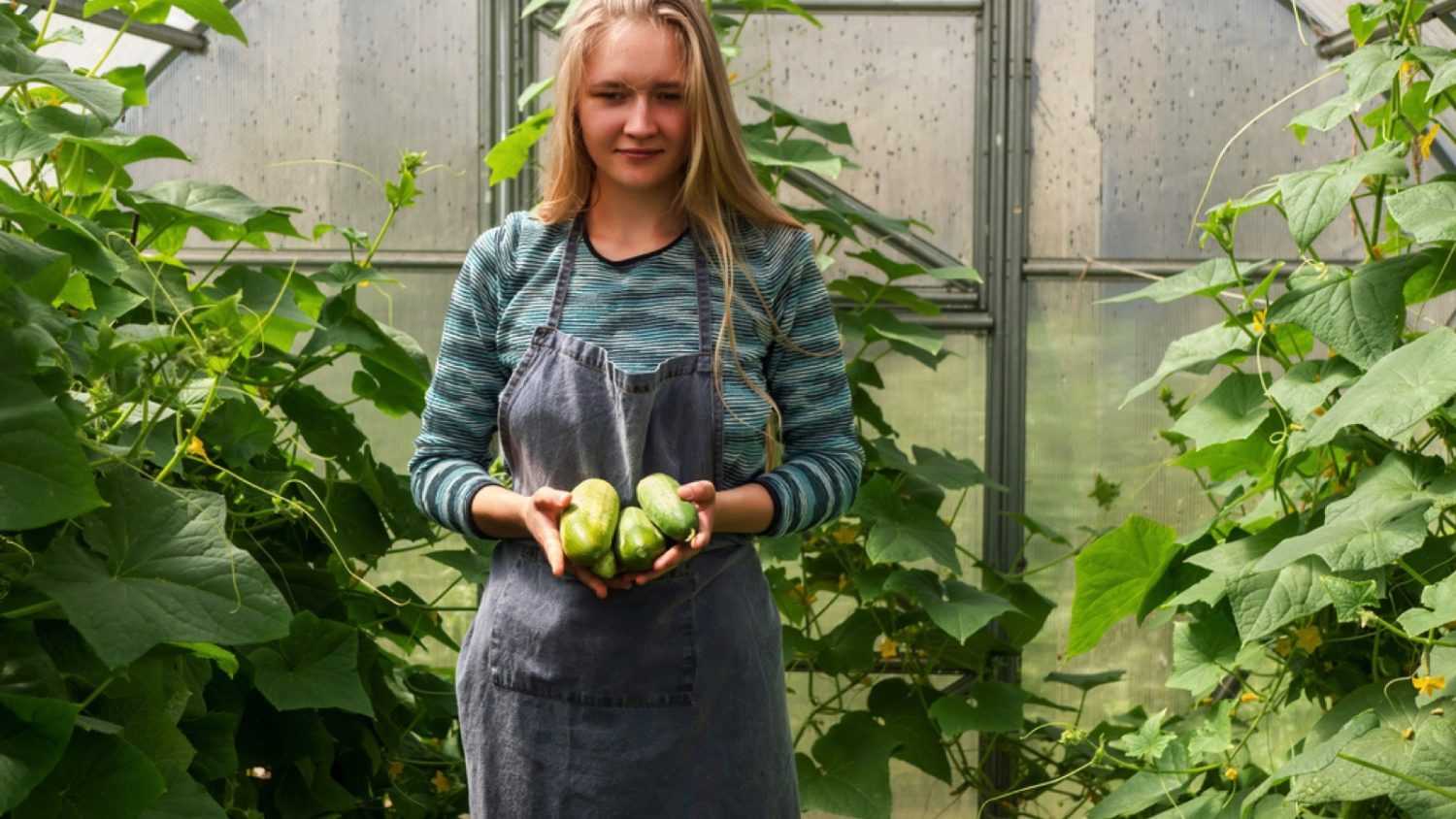Woman in apron picks cucumber in greenhouse