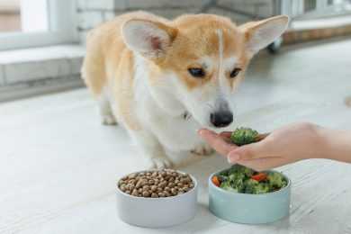 dog food