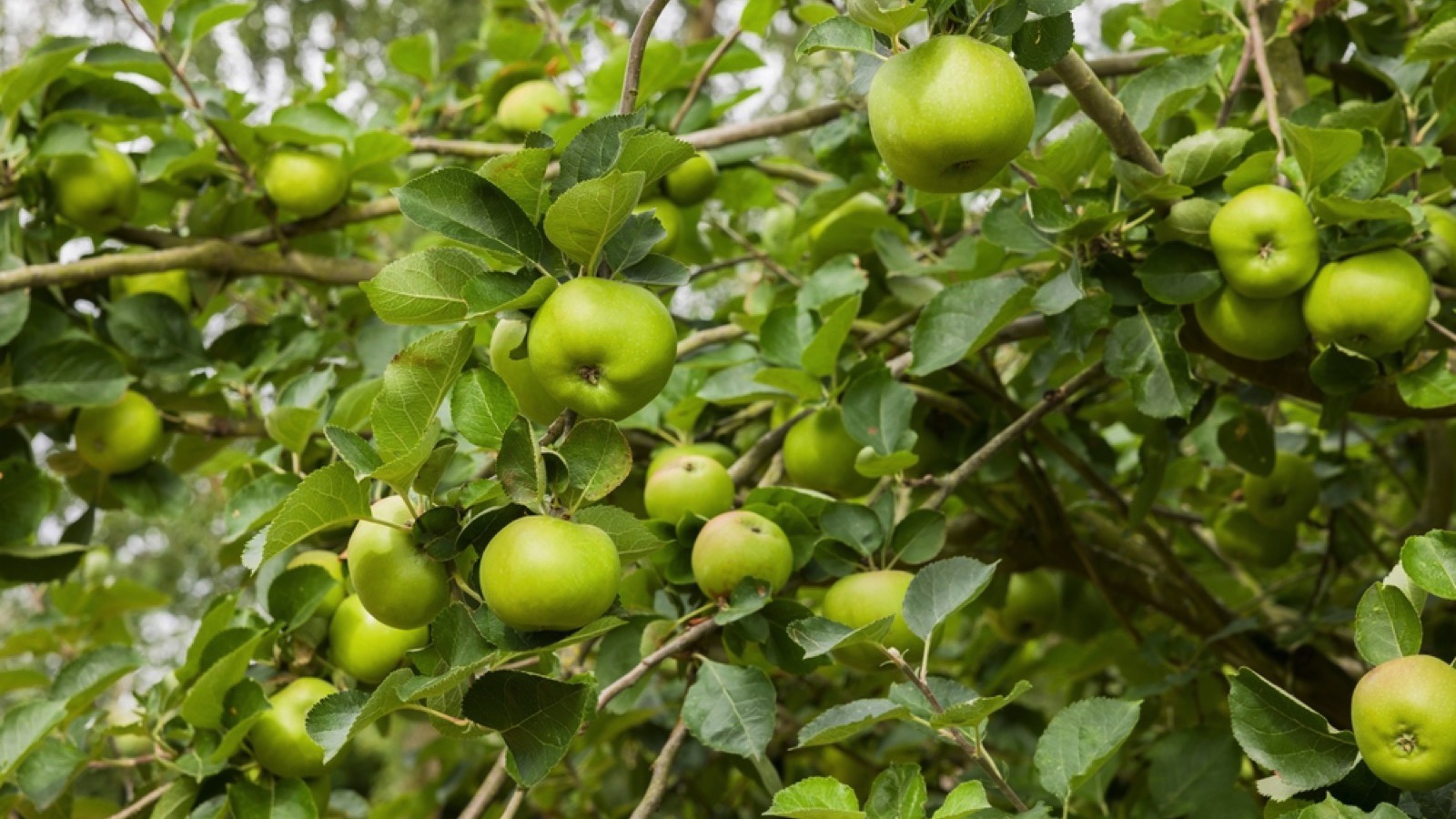 Bramley apples
