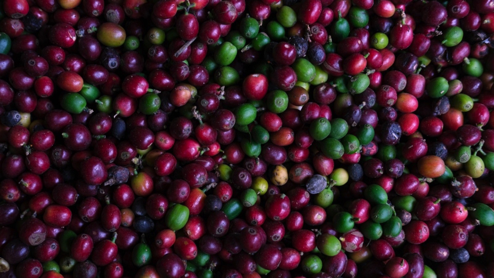 Raw coffee berries, Yunnan