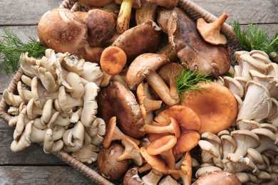 mushrooms-morel