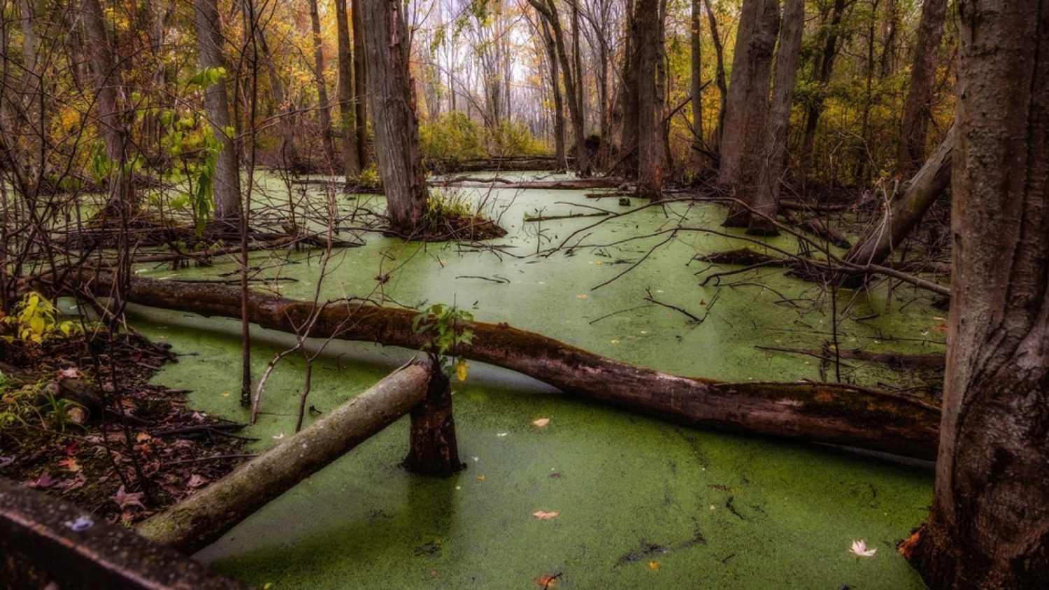 Swamp with a quagmire in the autumn forest