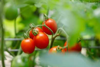 Cherry tomatoes growing